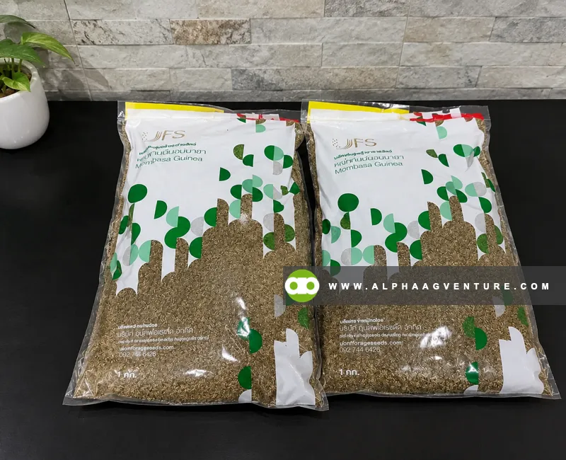 Buy Mombasa Seeds for Sale at Alpha Agventure Farms