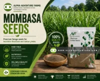 Buy Mombasa Seeds for Sale at Alpha Agventure Farms