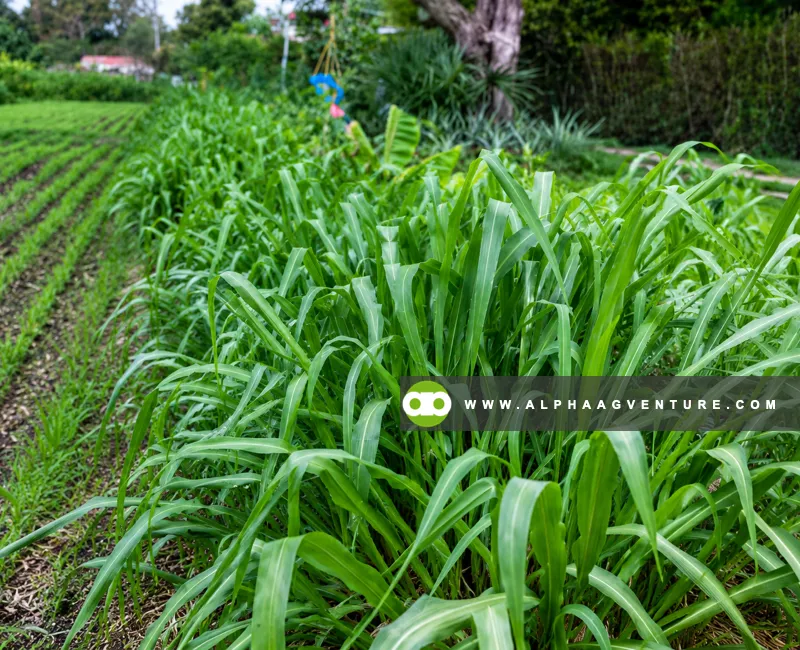 Buy Mombasa Seeds for Sale at Alpha Agventure Farms