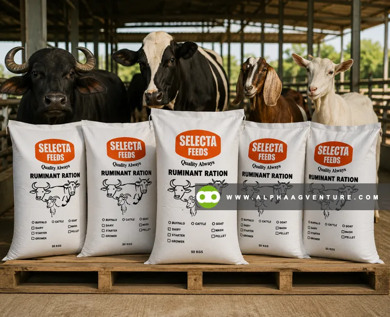 Selecta Ruminant Dairy Pellet for Sale at Alpha Agventure Farms
