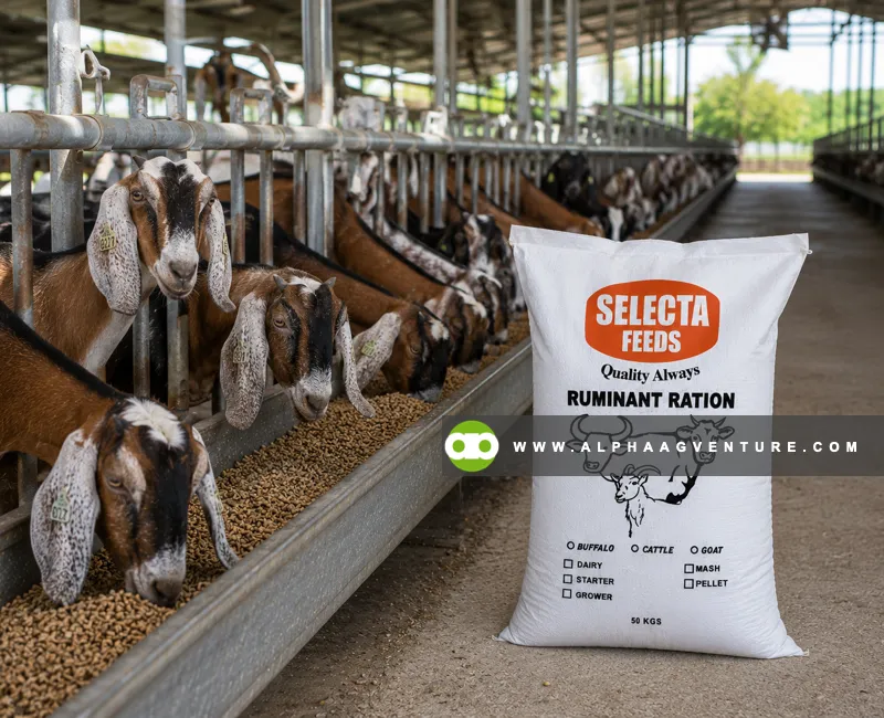 Selecta Ruminant Dairy Pellet for Sale at Alpha Agventure Farms
