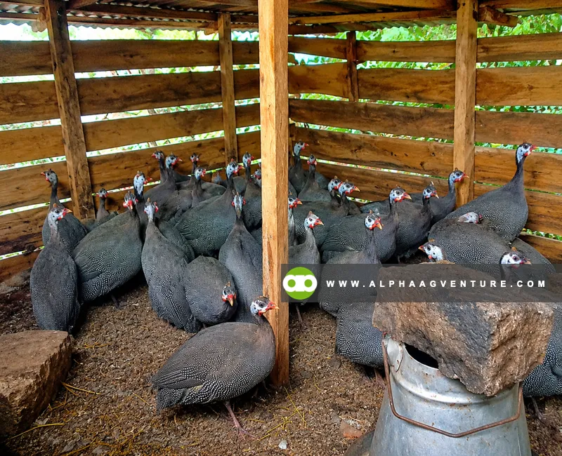 Guinea Fowl Farming Seminar by Alpha Agventure Farms