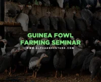 Guinea Fowl Farming Seminar by Alpha Agventure Farms