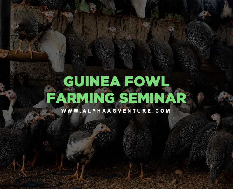 Guinea Fowl Farming Seminar by Alpha Agventure Farms