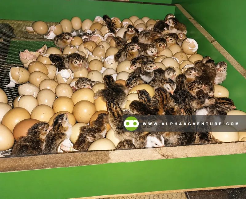 Guinea Fowl Farming Seminar by Alpha Agventure Farms