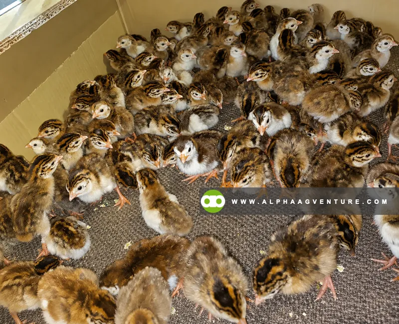 Guinea Fowl Farming Seminar by Alpha Agventure Farms