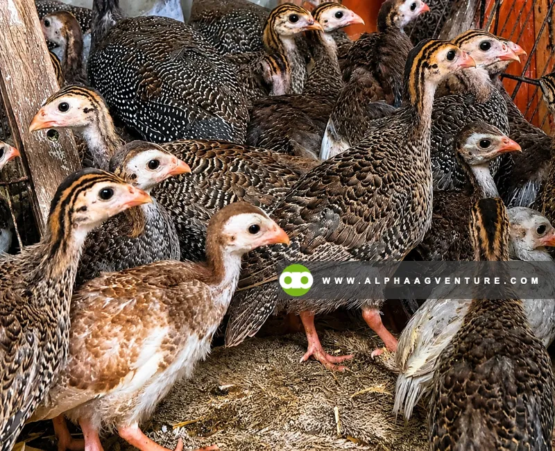 Guinea Fowl Farming Seminar by Alpha Agventure Farms