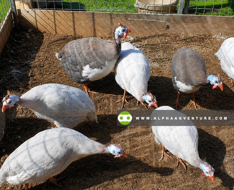 Guinea Fowl Farming Seminar by Alpha Agventure Farms