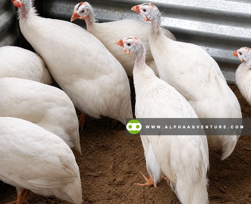 Guinea Fowl Farming Seminar by Alpha Agventure Farms