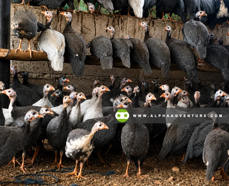 Guinea Fowl Farming Seminar by Alpha Agventure Farms