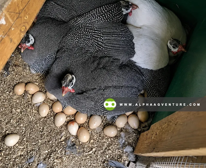 Guinea Fowl Farming Seminar by Alpha Agventure Farms