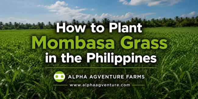 How to Plant Mombasa Grass in the Philippines