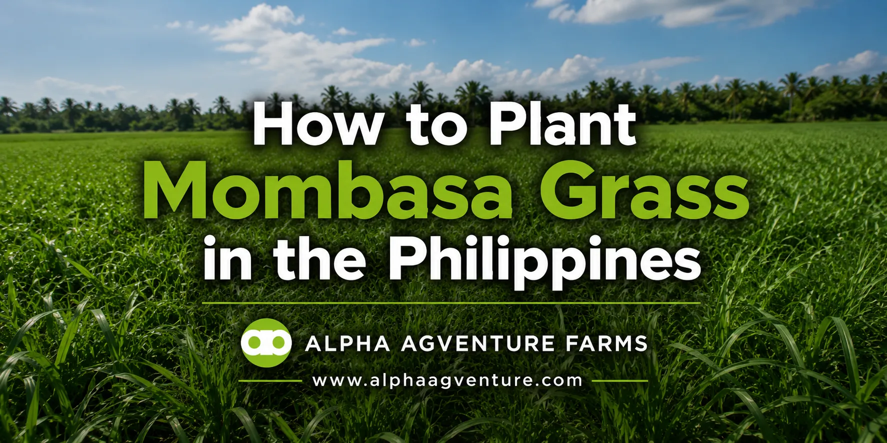 How to Plant Mombasa Grass in the Philippines