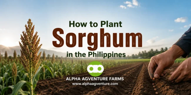 How to Plant Sorghum in the Philippines