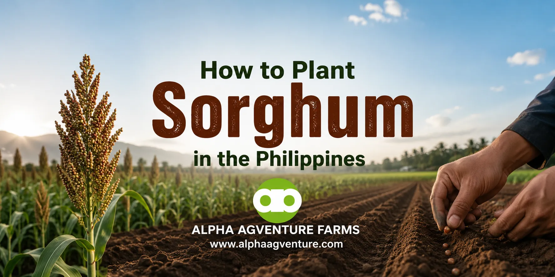 How to Plant Sorghum in the Philippines