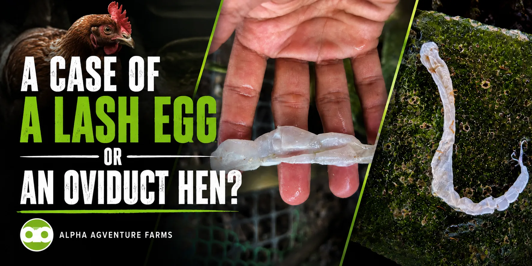 a case of a lash egg or an oviduct hen - article by Alpha Agventure Farms